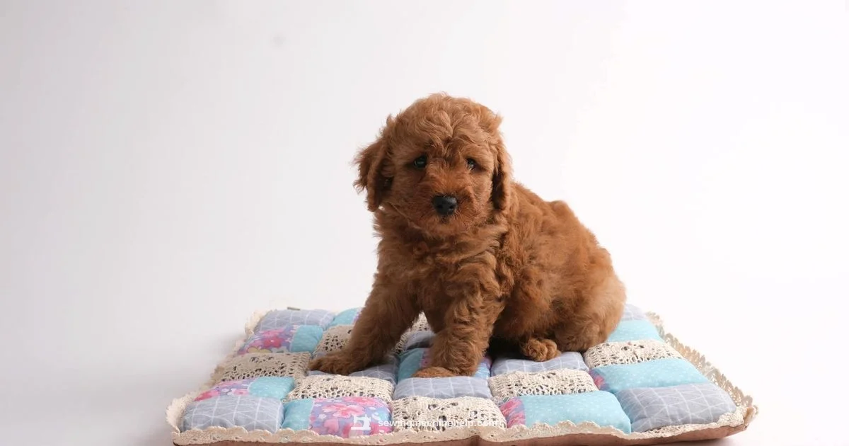 Walking Foot Guide - Sewing Machine Help